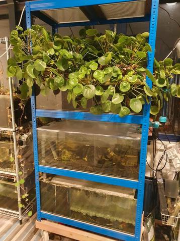 Aquaponic met 3 grote aquariums  beschikbaar voor biedingen