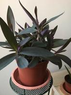 Grote pot met mooie zeldzame tradescantia planten, Ophalen, Volle zon, Minder dan 100 cm