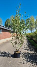 betula utilis 'doorenbos' meerstammige berk, Halfschaduw, Overige soorten, Lente, 100 tot 250 cm