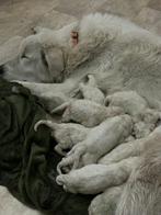 MAREMMA PUPS, België, Particulier, CDV (hondenziekte), 8 tot 15 weken