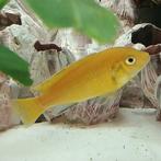 Labidochromis caeruleus, Vis