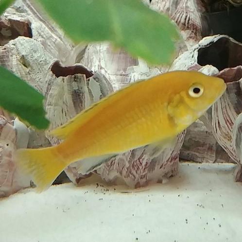 Labidochromis caeruleus, Dieren en Toebehoren, Vissen | Aquariumvissen, Vis