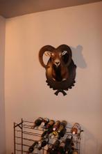 Unieke opgezette Moeflonkop, Verzamelen, Dierenverzamelingen, Ophalen, Nieuw, Wild dier, Gewei of Kop