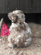 Broedeieren USA zijdehoenders, Dieren en Toebehoren, Pluimvee, Geslacht onbekend, Kip