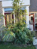 Grote Bamboe plant, Ophalen, Bloeit niet, Overige soorten