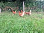 Mooie leghennen te koop Lohman en Barnevelders, Dieren en Toebehoren, Pluimvee, Vrouwelijk, Kip