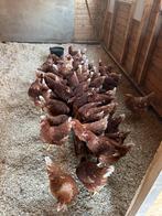 Leghennen legkippen tegen/aan de leg Brown Nicks, Dieren en Toebehoren, Pluimvee, Vrouwelijk, Kip