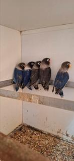 Te koop Agapornissen, Dieren en Toebehoren, Meerdere dieren, Dwergpapegaai of Agapornis, Geringd