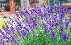 Lavandula ‘Hidcote’ Angustifolia P9 - TOP KWALITEIT, Overige soorten, Volle zon, Vaste plant, Ophalen of Verzenden