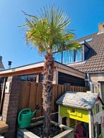 Palmboom, Tuin en Terras, Planten | Bomen, Ophalen, Volle zon, Palmboom, 100 tot 250 cm