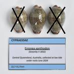 Schelpen: Cypraea xanthodon 24,6-24,8mm (Gem) Australië 2024, Verzamelen, Ophalen of Verzenden, Schelp(en)