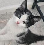 LİEFDEVOLLE RUSTİGE SOCİALE POESJE (KİTTEN), Dieren en Toebehoren, Katten en Kittens | Raskatten | Korthaar, Poes