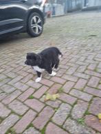 Border collie pup, Dieren en Toebehoren, Honden | Herdershonden en Veedrijvers, Reu, CDV (hondenziekte), 8 tot 15 weken, Collie