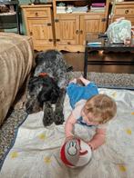 Ter dekking Duitse staande draadhaar., Dieren en Toebehoren, Rabiës (hondsdolheid), Reu, Eén hond, 3 tot 5 jaar