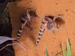 Jonge luipaardgekko's, Dieren en Toebehoren, Reptielen en Amfibieën, Hagedis, 0 tot 2 jaar