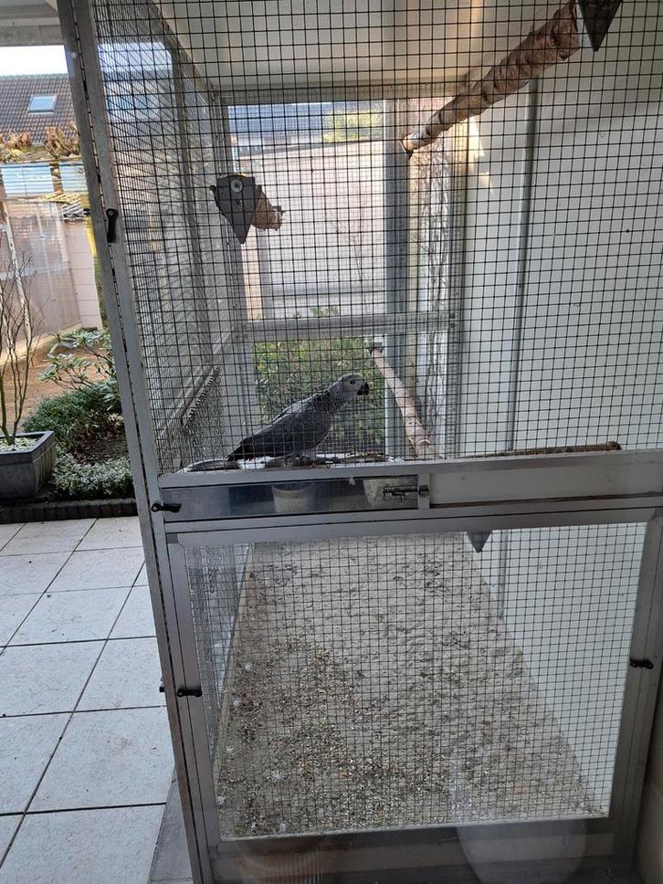 Jonge grijze roodstaart van 2025, Dieren en Toebehoren, Vogels | Parkieten en Papegaaien, Papegaai, Mannelijk, Tam