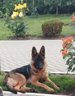 Glorya zoekt baasje, Dieren en Toebehoren, Honden | Herdershonden en Veedrijvers, Particulier, Rabiës (hondsdolheid), 1 tot 2 jaar