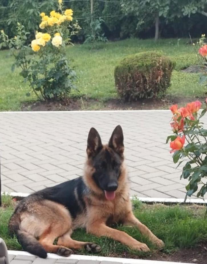 Glorya zoekt baasje, Dieren en Toebehoren, Honden | Herdershonden en Veedrijvers, Teef, Herder, Particulier, Eén hond, Buitenland
