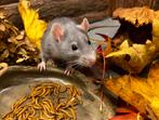 Super lieve tamme ratten ( man) rechtstreeks van de fokker), Dieren en Toebehoren, Rat, Augustus, Mannelijk, Tam