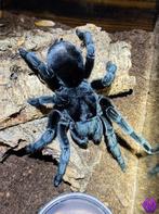 0-0-1 Grammostola pulchra sling €50, Overige soorten, 0 tot 2 jaar