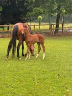 super mooi merrieveulen van Omar Sharif x Ferdeaux, Dieren en Toebehoren, Paarden, Merrie, Dressuurpaard, 0 tot 2 jaar