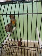 Kanarie, Meerdere dieren
