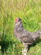 Prachtige jonge araucana haantjes, Mannelijk, Kip