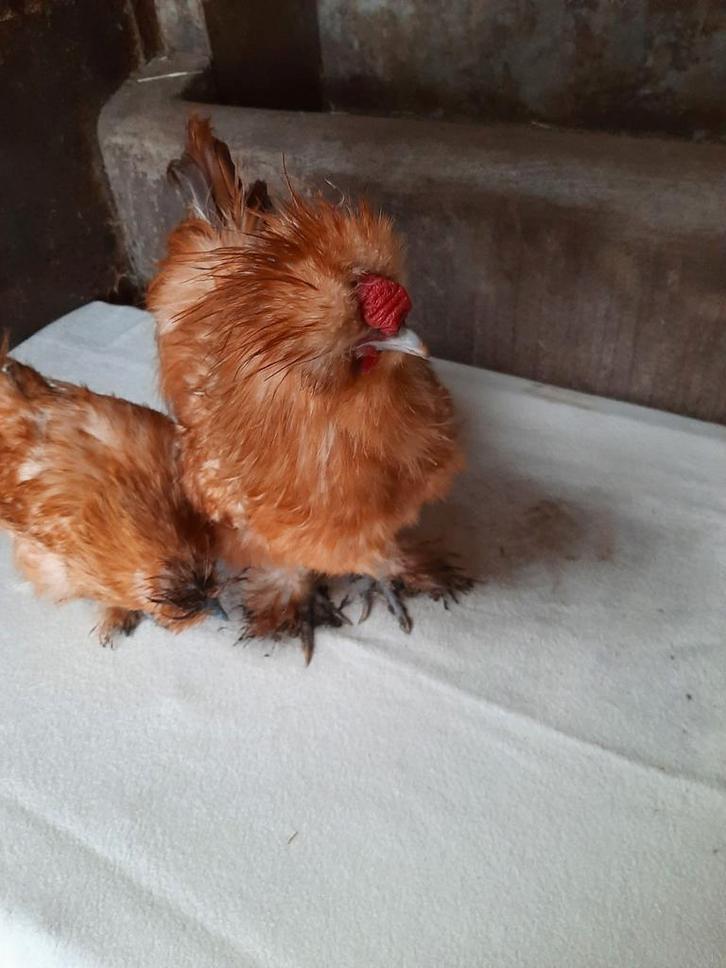 Kippen zijdehoenders USA  tamme kippen  broedeieren, Dieren en Toebehoren, Pluimvee, Kip, Meerdere dieren