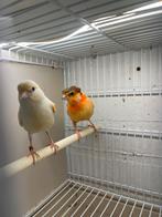 Te koop Mooi harlekijn kanarie van 24, Dieren en Toebehoren, Vogels | Kanaries, Mannelijk, Kleurkanarie