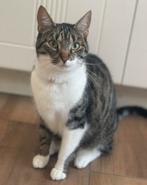 Nieuw huisje voor onze Dotje, Dieren en Toebehoren, Katten en Kittens | Overige Katten, Poes, Kortharig, 6 jaar of ouder
