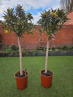 Uniek: bonte Nerium Oleander op stam, Tuin en Terras, Planten | Bomen, Olijfboom, Herfst, Ophalen