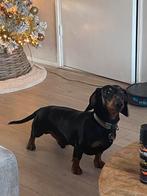 Lien te koop teckel reu 7 jaar, Ophalen of Verzenden