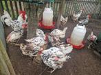 Bonte leghorn hennen te koop., Dieren en Toebehoren, Pluimvee, Vrouwelijk, Kip