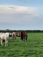 GEZOCHT Huur lokatie incl paarden/pony's omg flevoland