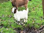 Mooie dwerg geit, Dieren en Toebehoren, Schapen, Geiten en Varkens, Mannelijk, Geit, 0 tot 2 jaar