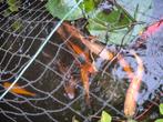 Verschillende vijvervissen (o.a. meerdere koi karpers), Dieren en Toebehoren, Vissen | Vijvervissen, Karper of Koi