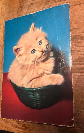 Rode kitten in mandje beschikbaar voor biedingen