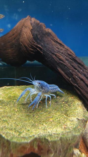 Jonge Blauwe Florida kreeft – Procambarus Alleni beschikbaar voor biedingen