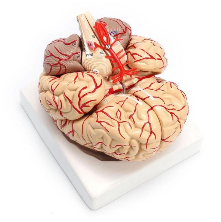 Hersenen Menselijk Anatomie Model Brein School Medisch, Diversen, Schoolbenodigdheden, Nieuw, Verzenden