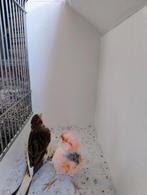 Koppel Harlekijn kanaries, Dieren en Toebehoren, Vogels | Kanaries, Meerdere dieren, Kleurkanarie