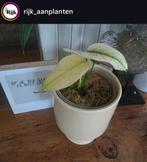 Monstera White Monster, Ophalen of Verzenden, Halfschaduw, Minder dan 100 cm