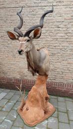 Opgezette kudu op zuil taxidermy opgezet Afrika schedel, Verzamelen, Dierenverzamelingen, Ophalen, Wild dier, Gewei of Kop