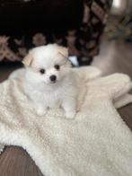 Pomeriaan pups 5 weken ✨✨✨✨, Dieren en Toebehoren, Reu, 8 tot 15 weken, Meerdere, Nederland