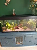 Compleet juwel 240 aquarium, Ophalen, Gebruikt, Gevuld zoetwateraquarium