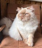 Brits Langhaar cinnamon point dekkater (niet te koop), Dieren en Toebehoren