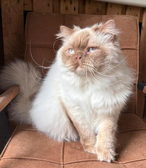 Brits Langhaar cinnamon point dekkater (niet te koop), Dieren en Toebehoren, Katten en Kittens | Dekkaters