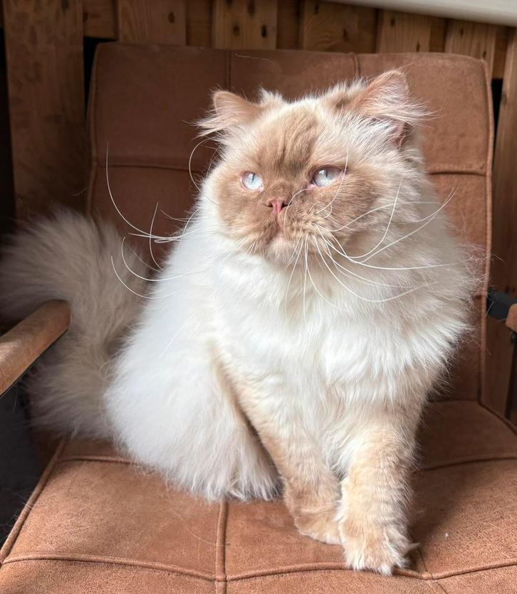 Brits Langhaar cinnamon point dekkater (niet te koop), Dieren en Toebehoren, Katten en Kittens | Dekkaters