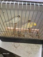 Koppels waterslagers, Dieren en Toebehoren, Vogels | Kanaries, Meerdere dieren