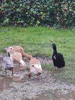 Loopeenden, Dieren en Toebehoren, Ophalen, Overige typen