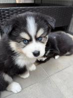 De mooiste en liefste pomsky puppy’s, CDV (hondenziekte), 8 tot 15 weken, Poolhond, Meerdere